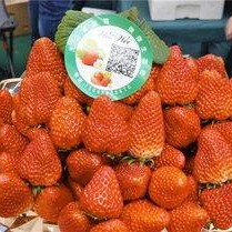 草莓国产在线,品味本土鲜甜，共筑绿色食尚